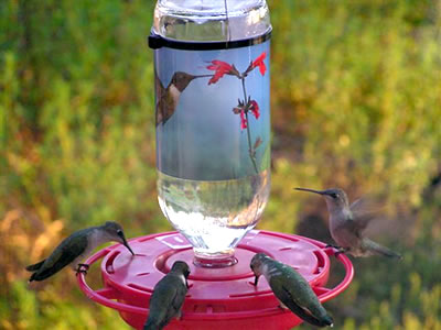 HummerMagnet feeder